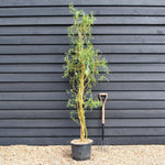 Salix x sepulcralis 'Erythroflexuosa' | Twisted Willow - Tree - Height 150-200cm - 20lt