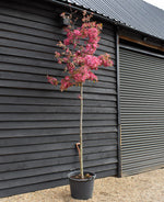 Malus 'Coccinella' - Standard - Girth 12-14cm - Height 320-330cm - 50lt