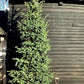 Abies Pinsapo Glauca | Blue Spanish fir - Height 500cm, 230lt