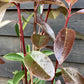 Photinia  x fraseri 'Red Robin' - Bush - Shrub - Hedging -  Height 150-200cm - 15lt