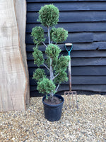 Cupressocyparis 'Castlewellan Gold' - PonPon - 20lt
