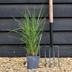 Miscanthus sinensis 'Lady in Red' - Grass - 3lt