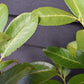 Prunus laurocerasus | Cherry Laurel - Pot Grown - 80-100cm - 10lt