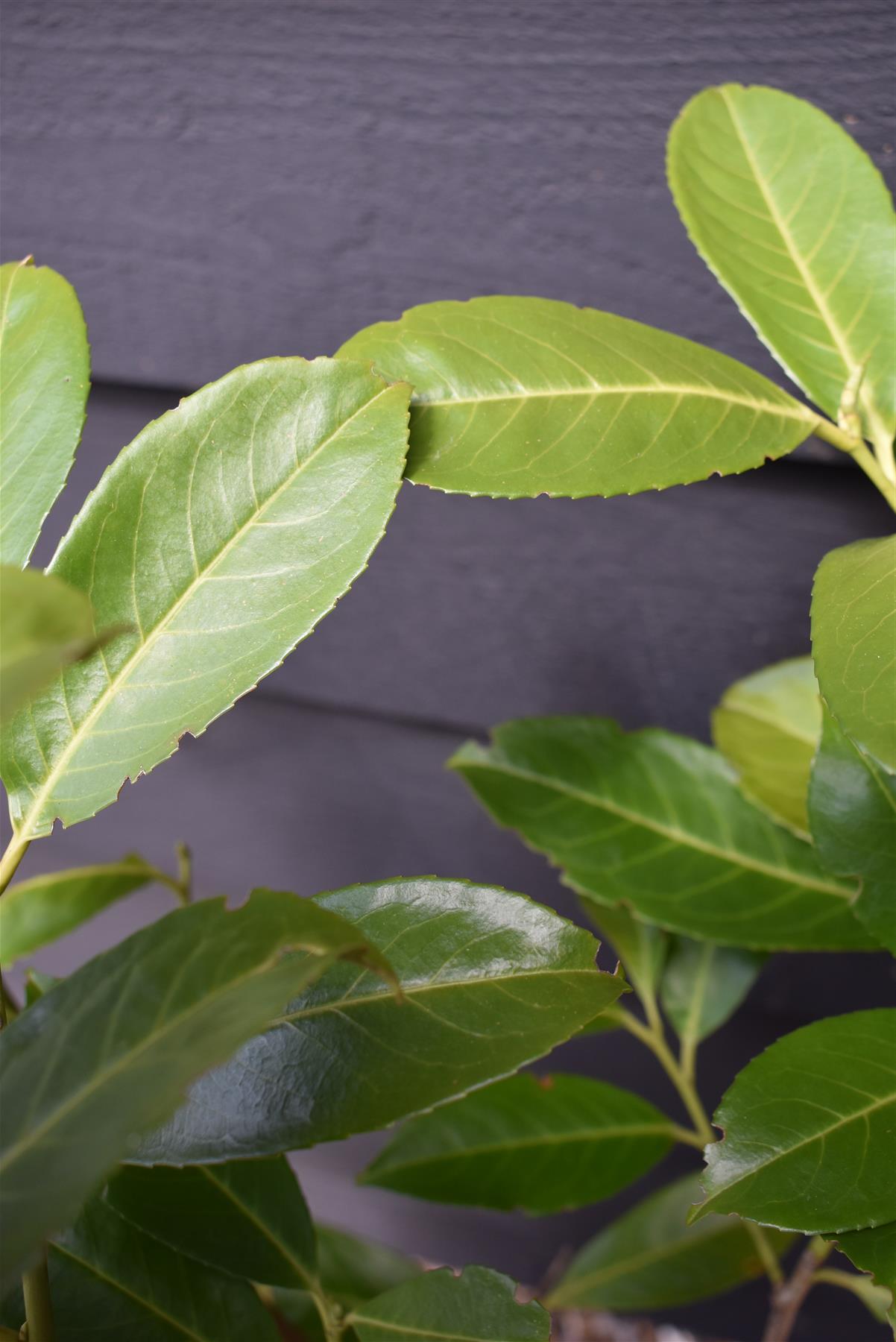 Prunus laurocerasus | Cherry Laurel - Pot Grown - 80-100cm - 10lt