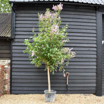 Syringa Vulgaris | Lilac Flowers - Shrub -Half Standard - Clear Stem 90cm - Height 300-310cm - 45lt