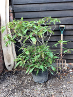 Viburnum davidii - 90-110cm, 20lt