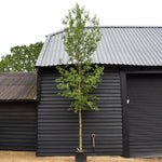 Alnus Cordata - Alder tree - Clear Stem - Standard - Girth 10-12cm - Height 480-530cm - 70lt