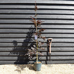 Fagus Sylvatica Purpurea | Copper Beech - Height 110-130cm - 12lt