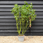 Cornus sericea 'Flaviramea' | Golden-twig dogwood- Height 110-120cm - 10lt