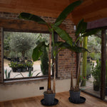 Musa basjoo | Japanese Banana - Double Trunk Tree - Height 180-230cm - 18lt