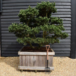 Pinus mugo 'Gnom' - Height 100cm - Width 90-100cm - 65lt