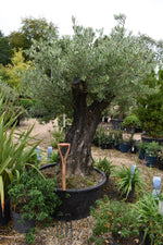 Olive Tree | Olea Europea - Mature - Gnarly Trunk - Girth 107cm Height 225-235cm - 240lt