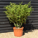 Euonymus alatus | Winged Spindle Tree - 125-150cm -70lt