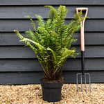 Dryopteris atrata | Black Fern - Ferns - Perennial 7lt
