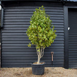 Camellia Japonica | Japanese Camellia Multistem - Height 250-270cm - 150lt