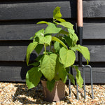 Hydrangea arborescens 'Annabelle' - 30/40cm, 3lt