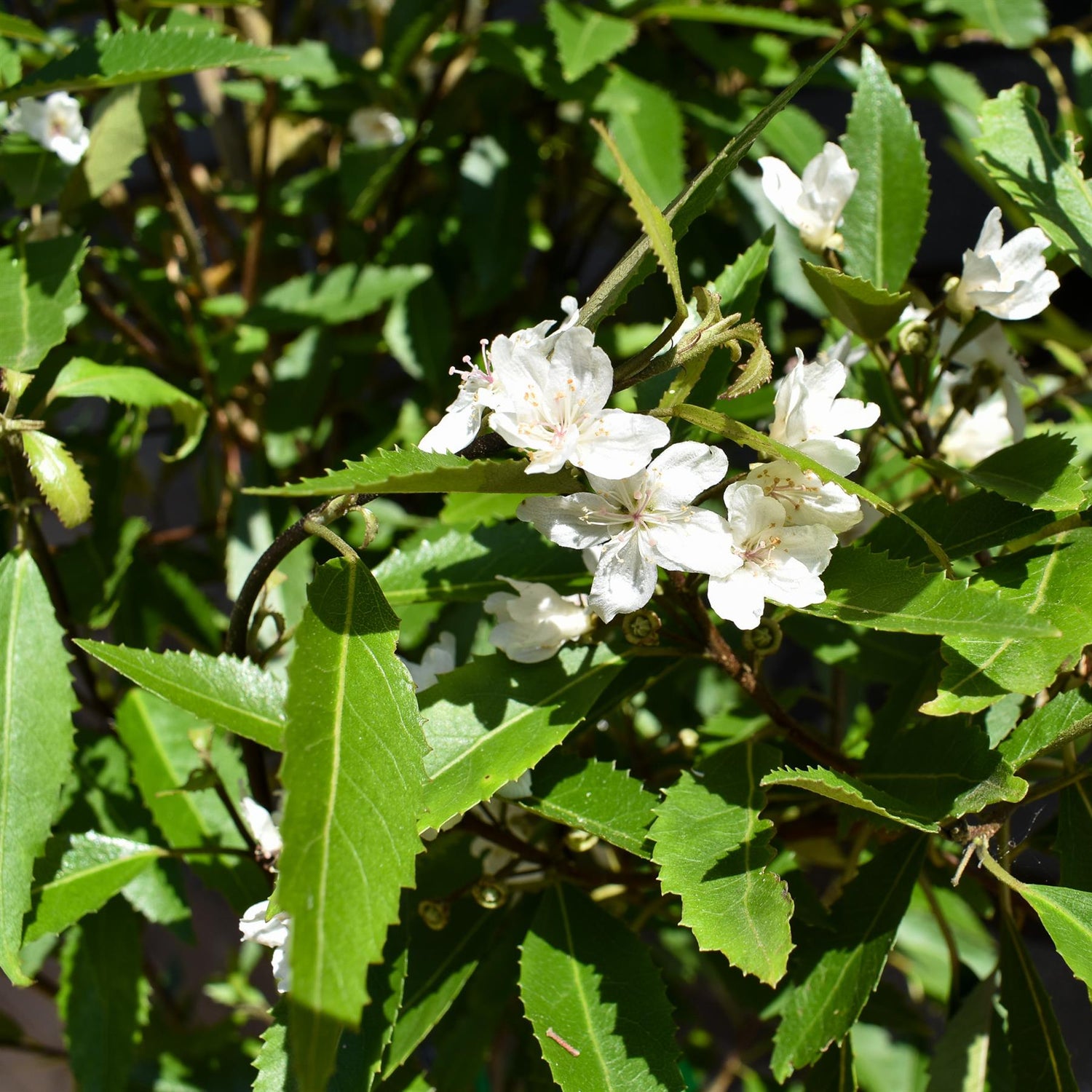Hoheria sexstylosa Snow White | Ribbonwood - Bushy - 180-220 - 12lt