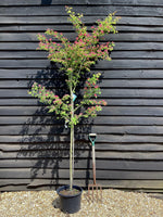 Crataegus Laevigata 'Paul's Scarlet' | Hawthorn 'Paul's Scarlet' - 180-220cm, 20lt