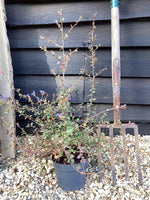 Ceratostigma griffithii | Griffith's plumbago - 20-80cm, 10lt