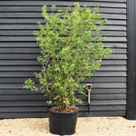 Amelanchier lamarckii - Multistem - Height 230-240cm - 180lt