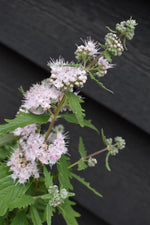 Caryopteris x clandonensis Pink Perfection - 20-30cm - 3lt
