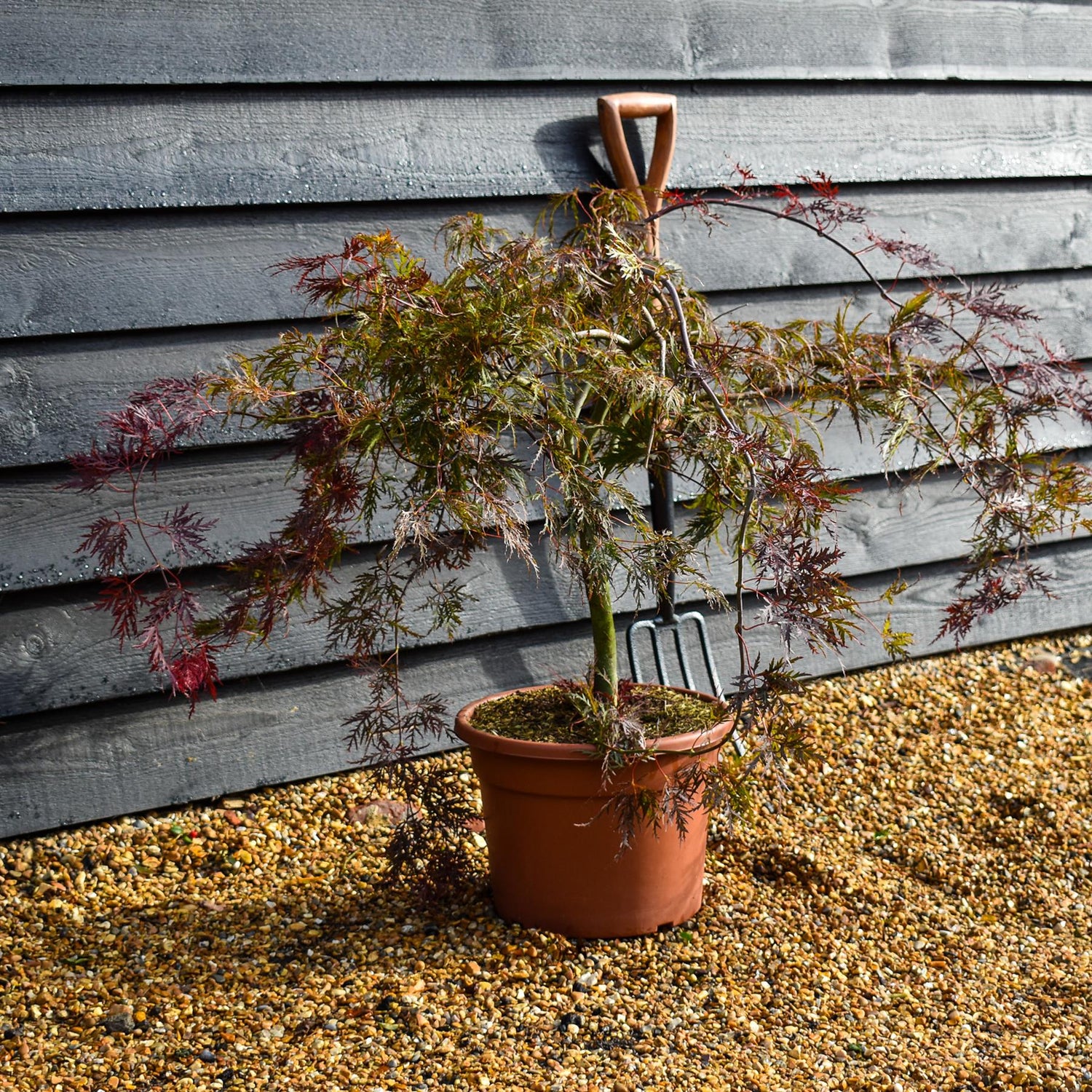 Japanese Maple 'Inaba-shidare' | Acer palmatum - Clear Stem 30cm - Height 60-70cm - 15lt