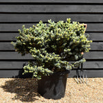 Colorado spruce 'Globosa' | Picea pungens 'Glauca Globosa' - Very Bushy - Height 70-90cm - Width 70-80cm - 70lt