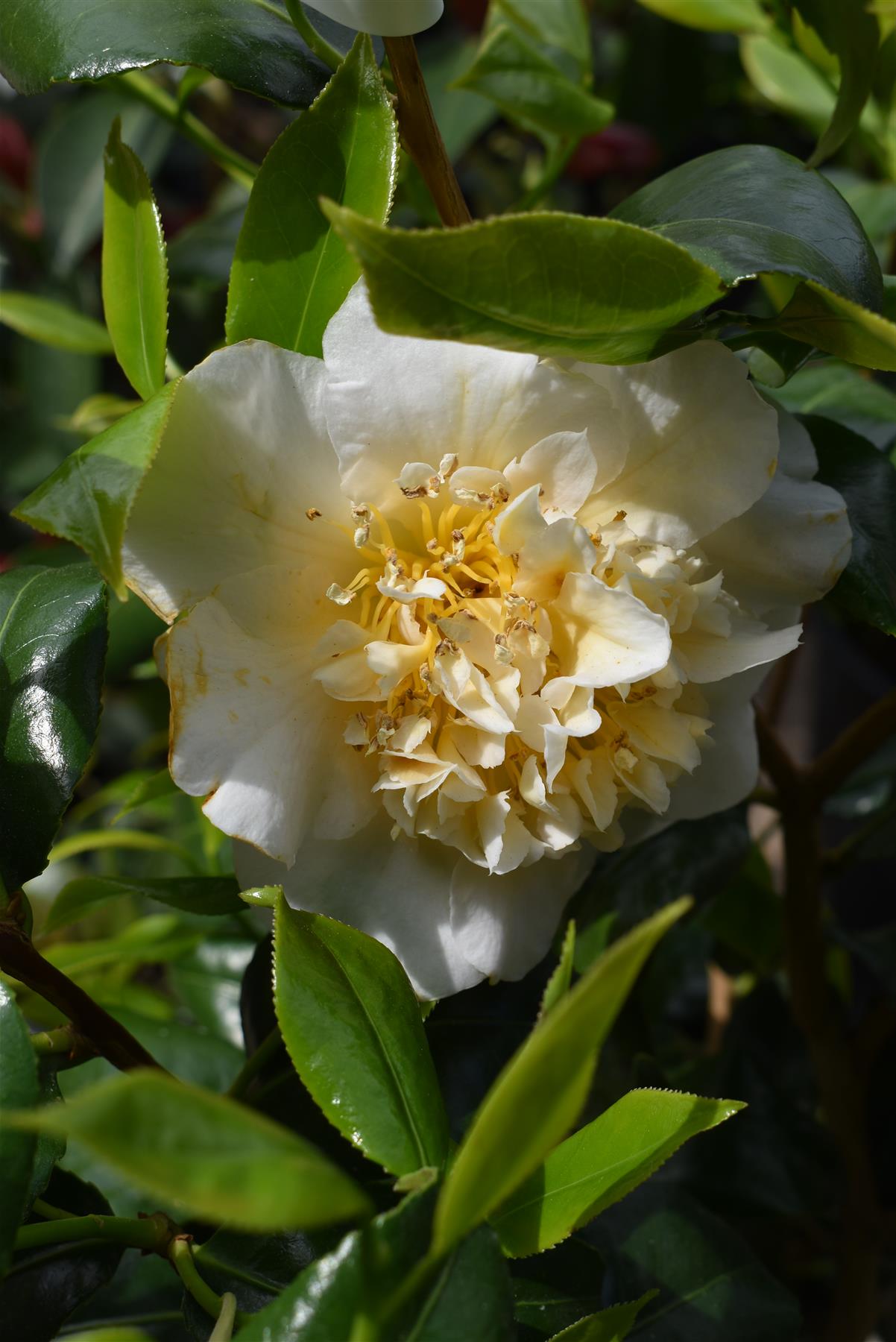 Camellia Brushfields Yellow -  60-70cm -12lt