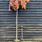 Prunus subhirtella Pendula Standard | Single Pink Weeping Cherry - Girth 12-14cm - 200-250cm - 30lt