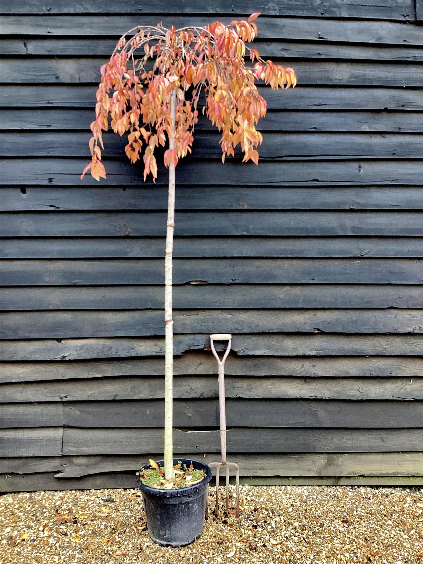 Prunus subhirtella Pendula Standard | Single Pink Weeping Cherry - Girth 12-14cm - 200-250cm - 30lt