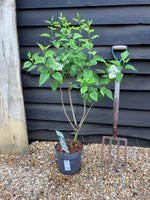 Lilac 'Madame Lemoine' | Syringa - 80cm, 6lt