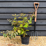 Callicarpa bodinieri var. giraldii 'Profusion' - 60-70cm, 3lt