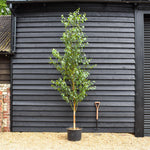 Chinese Red Birch | Betula albosinensis 'Fascination' - Height 250-280cm - Girth 6-8cm - 45lt