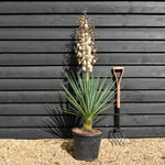 Yucca rigida 'Blue Sentry' - Height 50-60cm - 20lt