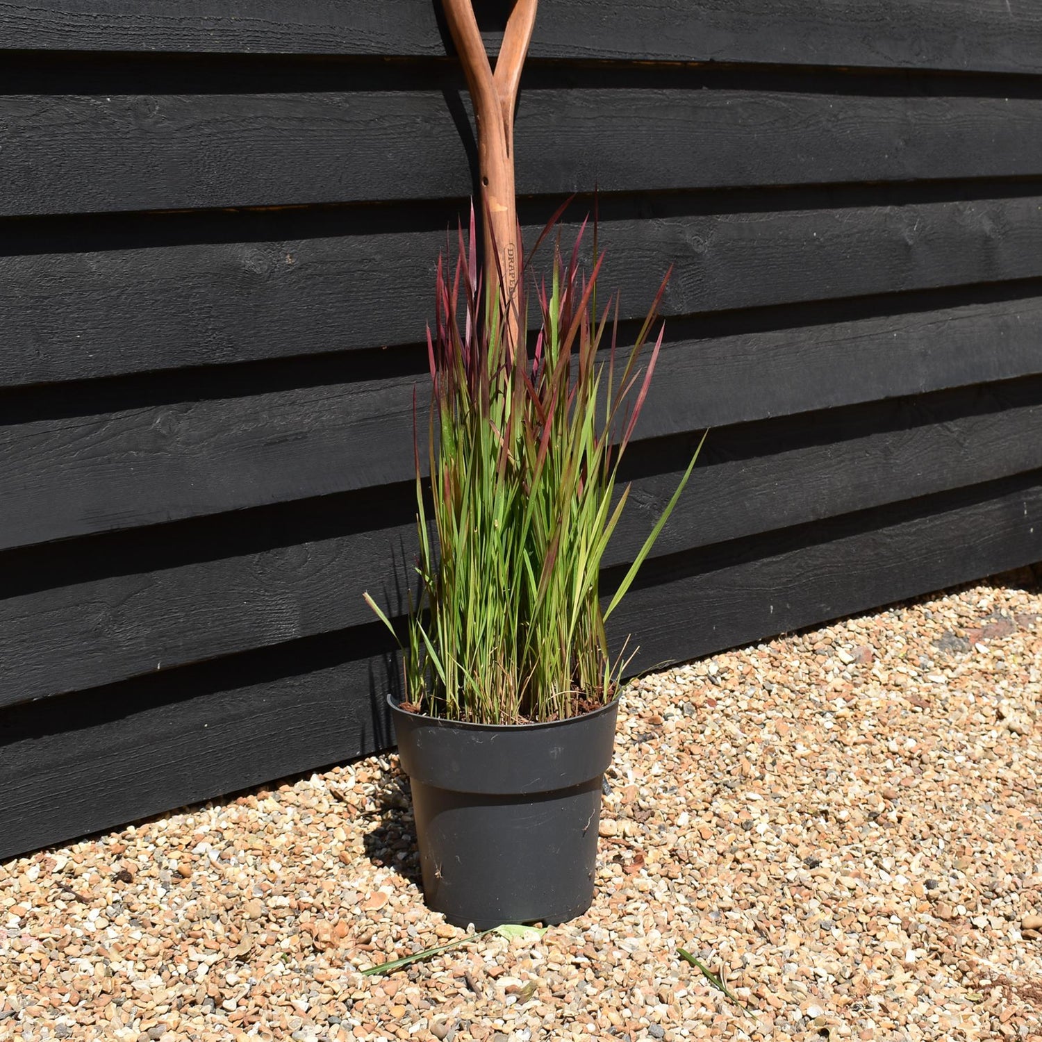 Imperata cylindrica 'Red Baron' | Japanese Blood Grass - Height 50-60cm - 6.5lt