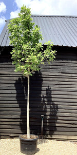 Magnolia Yulan - Girth 16cm - 450-460cm - 110lt