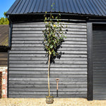 Silver birch 'Snow Queen' | Betula utilis Snow Queen - Height - 200-250cm - Girth 4-6cm - 20lt