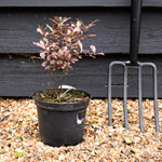 Pittosporum tenuifolium 'Elizabeth' - Height 25-35cm - 2lt