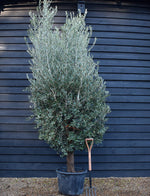 Olive Tree | Olea Europea - Clear Short Stem 40-60cm - Girth 40-45cm - Height 150-180cm - 70lt