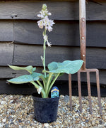 Hosta Big Daddy | Plantain Lily 'Big Daddy' - 10-20cm, 2lt