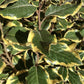 Elaeagnus x submacrophylla 'Viveleg' - Multistem - 130-140cm - 40lt