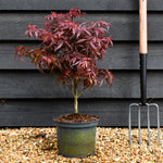 Japanese maple 'Shaina' | Acer palmatum -Tree - Height 50-60cm - 5lt