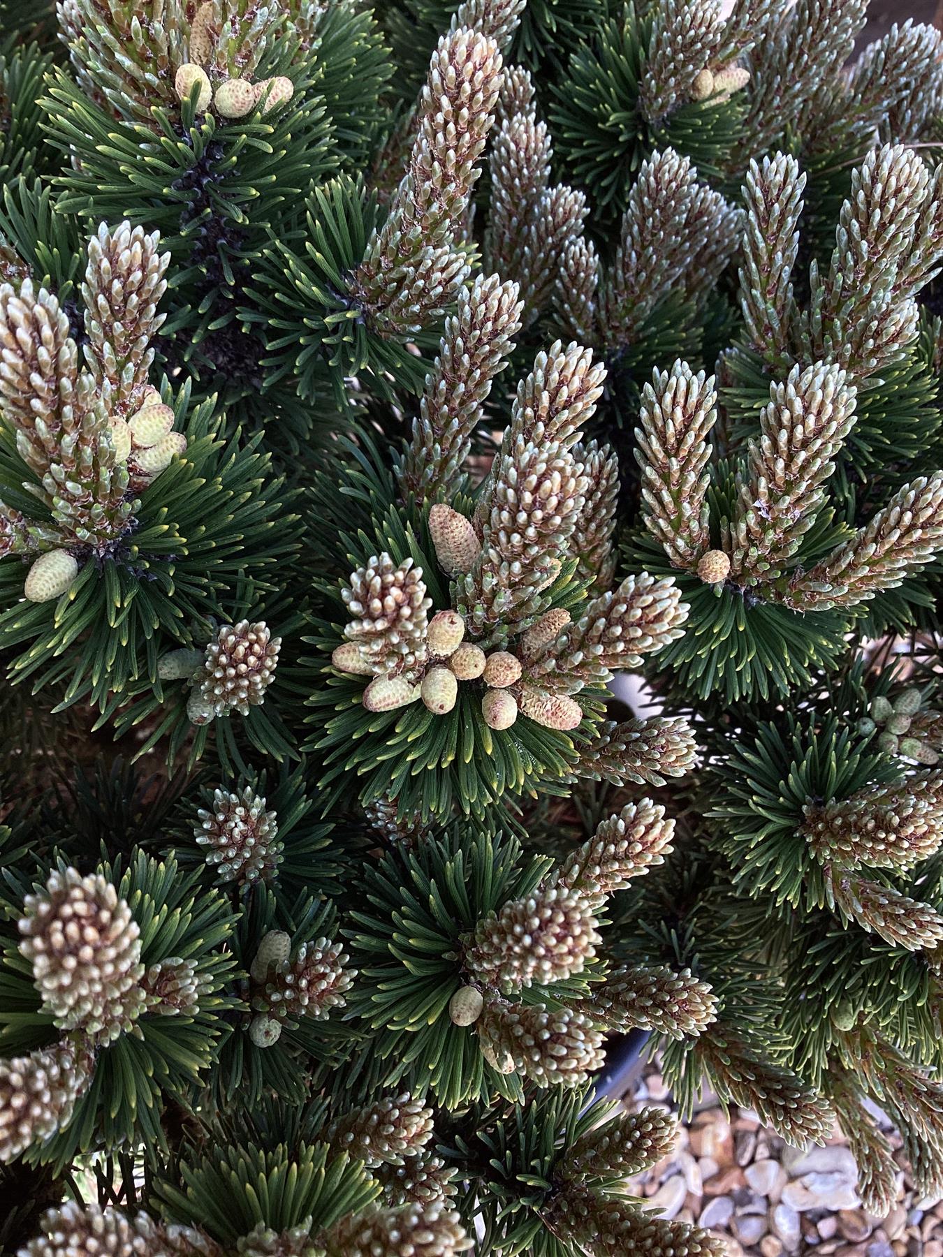 Pinus mugo 'Sherwood Compact' | Dwarf mountain pine - 45-55cm - 8lt