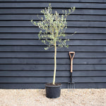 Olive Tree | Olea Europea - Stem 90-100cm - Girth 8-10cm - Height 180-200cm - 30lt