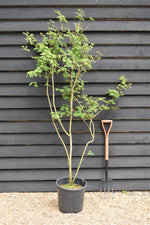 Syringa pinnatifolia - Height 180-200cm - 20lt