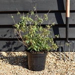 Buddleja White Bouquet - Shrub - Height 40-60cm - 5lt