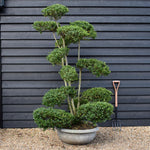 Ilex crenata Green Glory| Japanese Holly - Bonsai - Height 200-210cm - 70lt