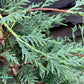 Cuprocyparis leylandii - 130- 145cm - 12lt
