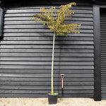 Great White Cherry | Prunus serrulata 'Taihaku' - Clear Stem - Height 200-250cm - Girth 6-8cm - 45lt
