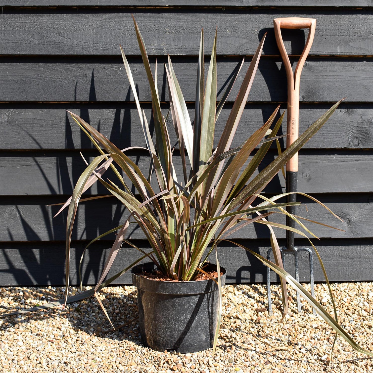 Phormium 'Rainbow Queen' - Height 60-80cm - 10lt